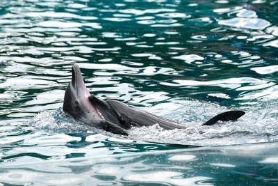 黑海豚游泳